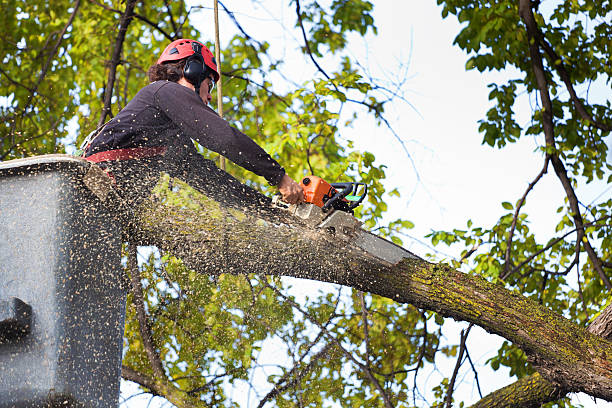 Tree Branch Trimming in Brogden, NC